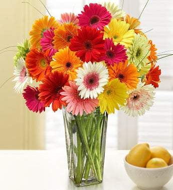 Two Dozen Gerbera Daisies with Clear Vase [Free Delivery] - Carved Nature